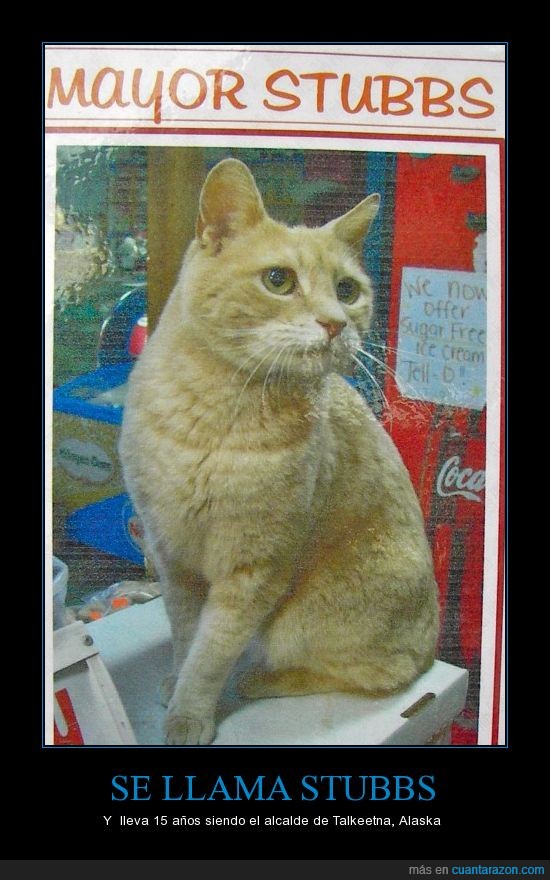 gatos,alcalde,stubbs,politicos,alaska